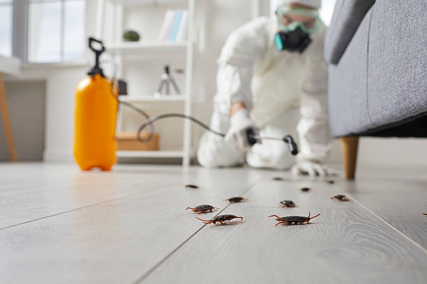 Post-Treatment Bed Bug Interceptor Monitoring in Brier